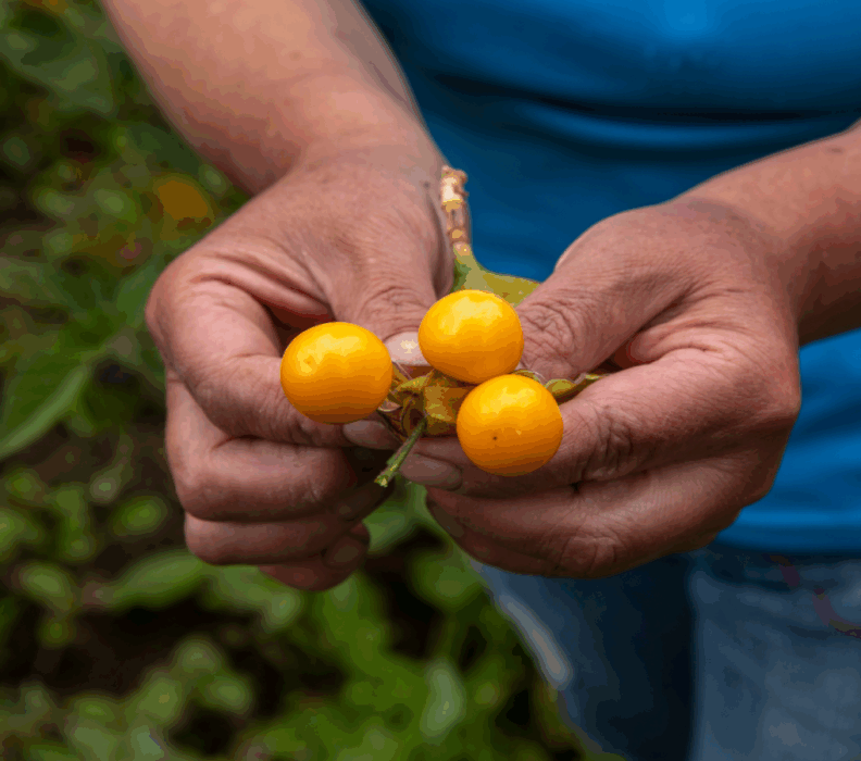 El biocomercio cuenta con lineamientos para el aprovechamiento sostenible de la biodiversidad